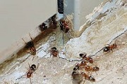 ant pest control melbourne