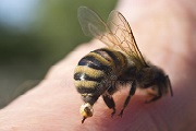 bee control melbourne