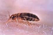 fleas control melbourne
