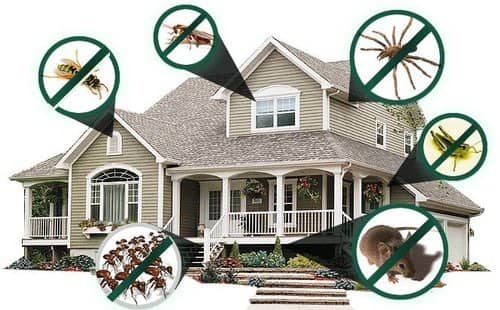 Reasons why pest control service is a necessity for every household?