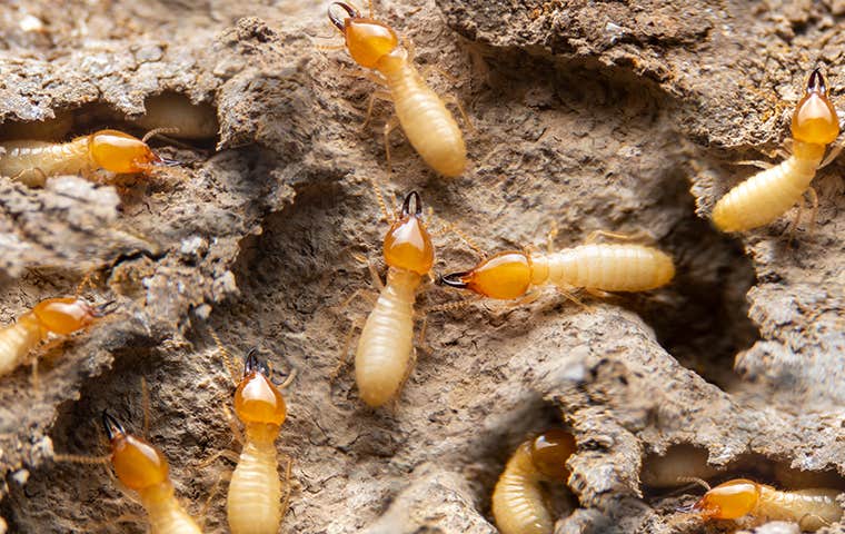 How Termites Damage Property And How To Get Rid Of Them