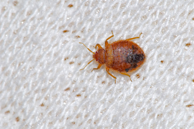 Early Signs Of Bed Bugs